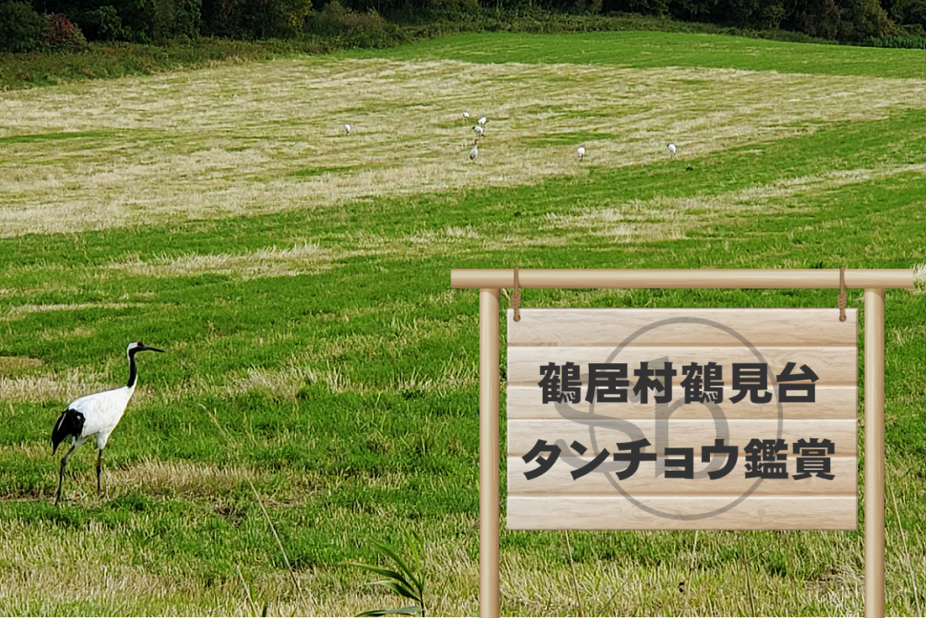 ドライブで行きたい特別天然記念物タンチョウが観られる鶴居村鶴見台